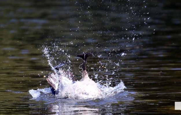 May 8, 2026 Nawautin Sanctuary Geese 346