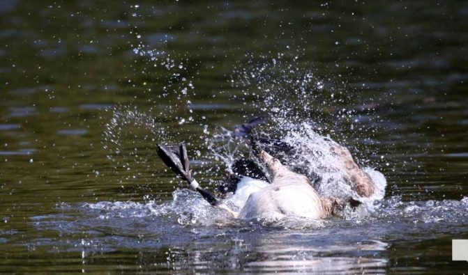 May 8, 2026 Nawautin Sanctuary Geese 347