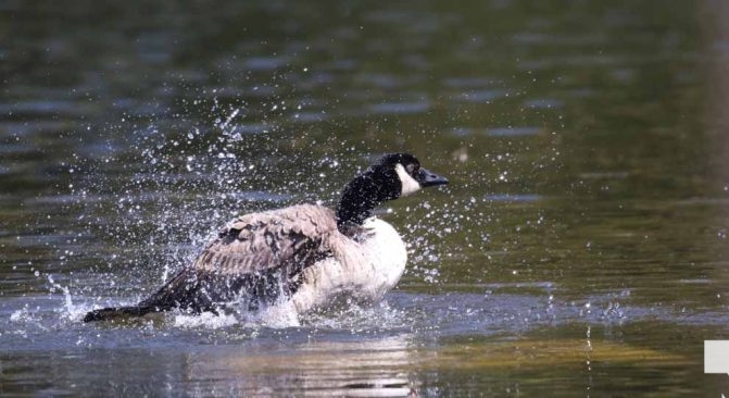 May 8, 2026 Nawautin Sanctuary Geese 349