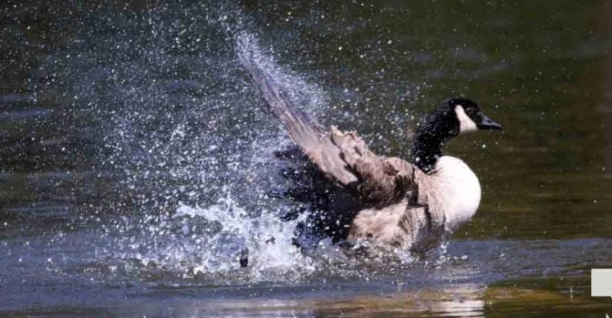 May 8, 2026 Nawautin Sanctuary Geese 350