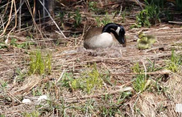 May 8, 2026 Nawautin Sanctuary Geese 351