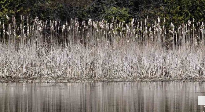May 8, 2026 Nawautin Sanctuary Marsh 365
