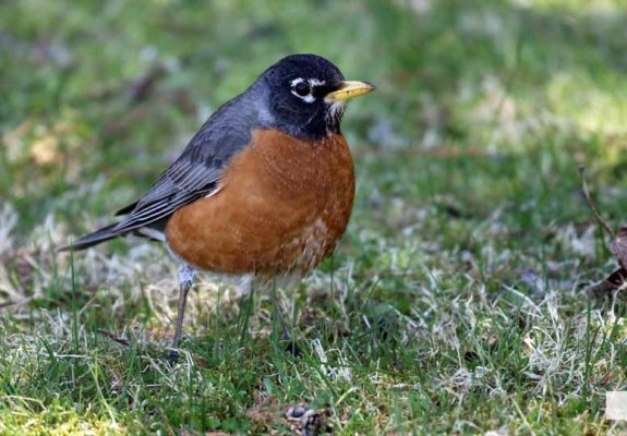 May 8, 2026 Nawautin Sanctuary Robin 366