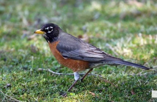 May 8, 2026 Nawautin Sanctuary Robin 367
