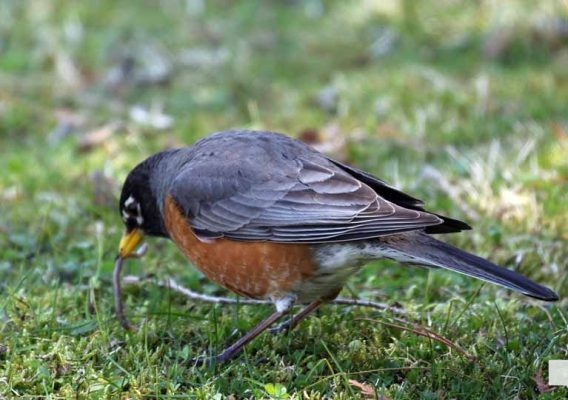 May 8, 2026 Nawautin Sanctuary Robin 368