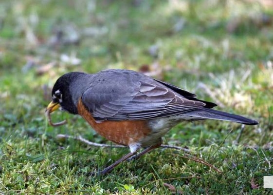 May 8, 2026 Nawautin Sanctuary Robin 369