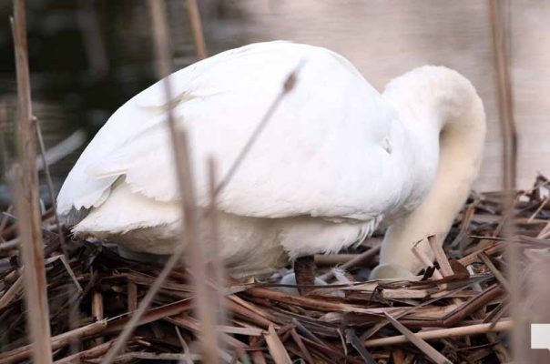 May 8, 2026 Nawautin Sanctuary Swan 360
