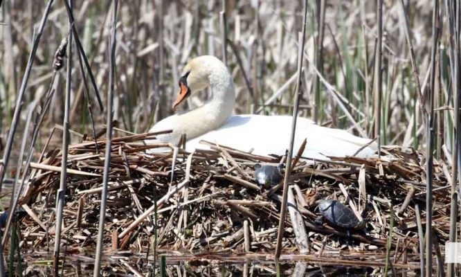 May 8, 2026 Nawautin Sanctuary Swan 361