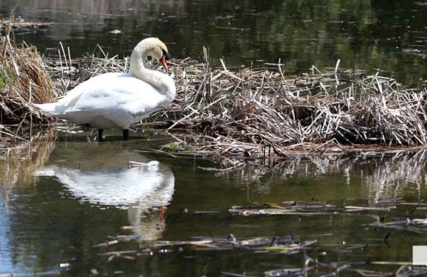 May 8, 2026 Nawautin Sanctuary Swan 362