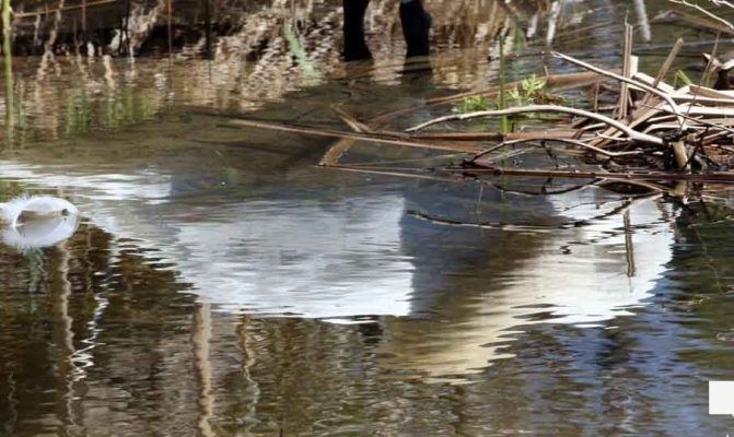 May 8, 2026 Nawautin Sanctuary Swan 363