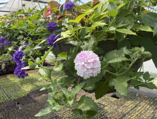 May 9, 2026 Cobourg Open House Greenhouse 431