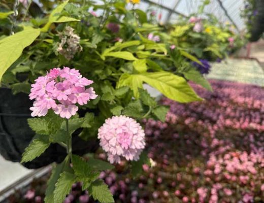 May 9, 2026 Cobourg Open House Greenhouse 433
