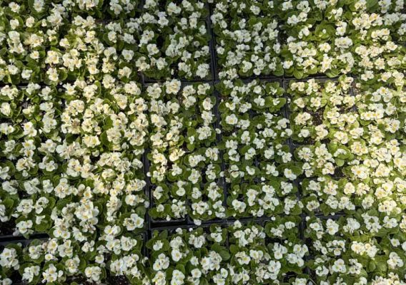 May 9, 2026 Cobourg Open House Greenhouse 434
