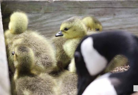 June 11, 2026 Geese Cobourg Harbour1454