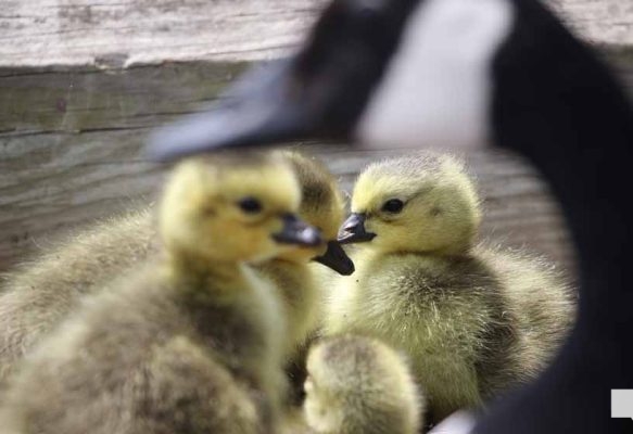 June 11, 2026 Geese Cobourg Harbour1455
