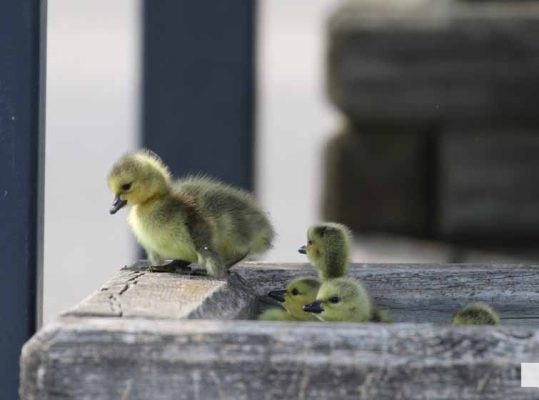 June 11, 2026 Geese Cobourg Harbour1461