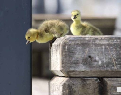 June 11, 2026 Geese Cobourg Harbour1462