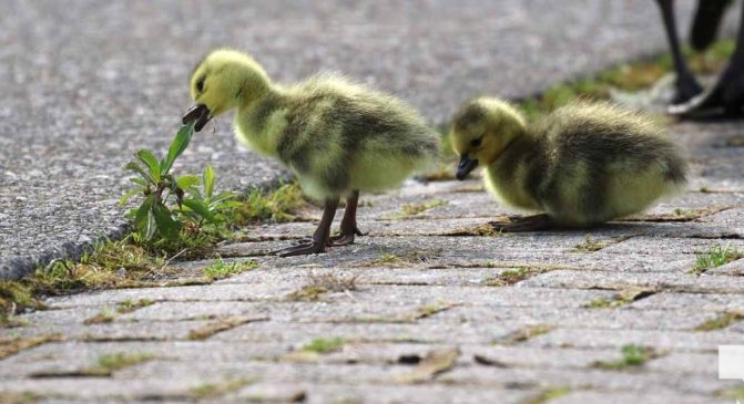 June 11, 2026 Geese Cobourg Harbour1468