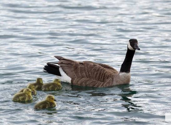 June 11, 2026 Geese Cobourg Harbour1475