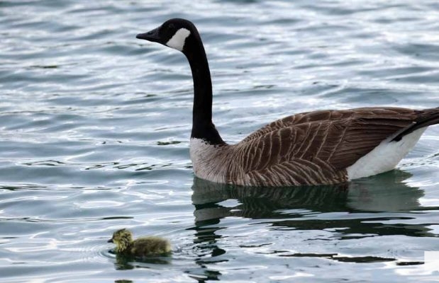 June 11, 2026 Geese Cobourg Harbour1476