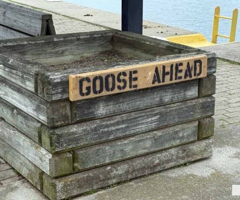 June 11, 2026 Geese Cobourg Harbour1477