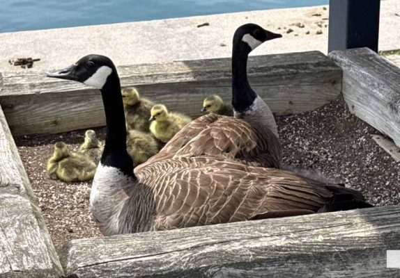 June 11, 2026 Geese Cobourg Harbour1478