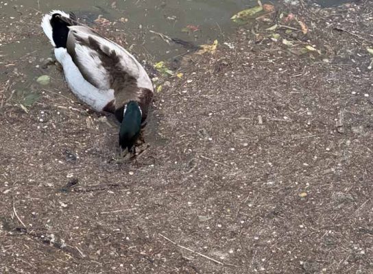 June 18, 2026 Duck1685