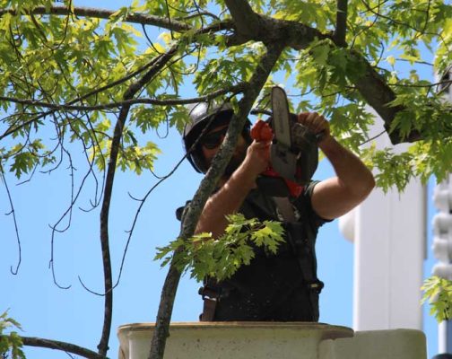 June 20, 2026 Trees1843