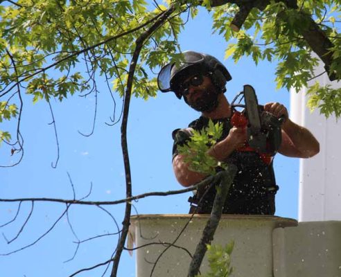 June 20, 2026 Trees1844