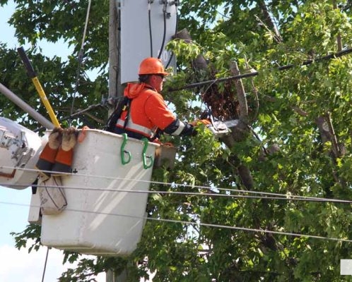 June 6, 2026 Tree on Hydro Wires Cobourg1297