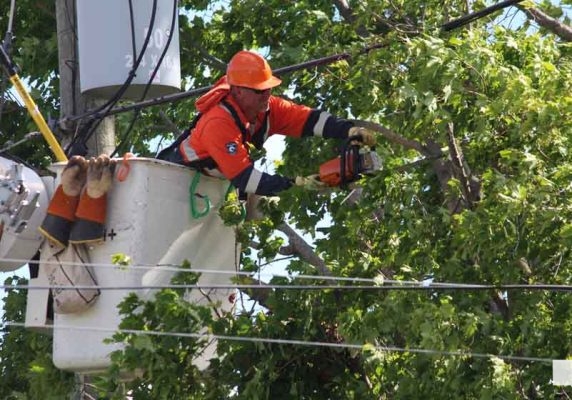 June 6, 2026 Tree on Hydro Wires Cobourg1298