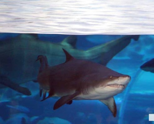June 7, 2026 Ripleys Aquarium of Canada Toronto1334