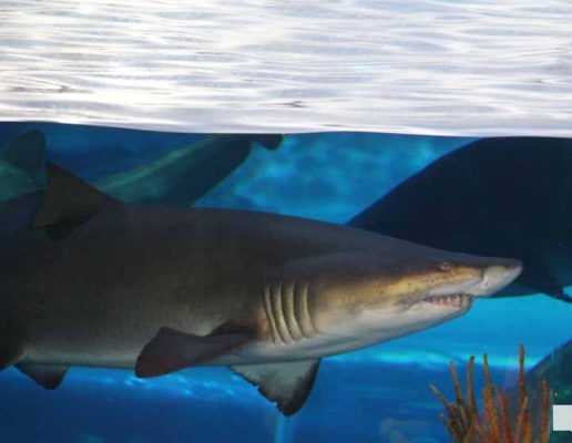 June 7, 2026 Ripleys Aquarium of Canada Toronto1335