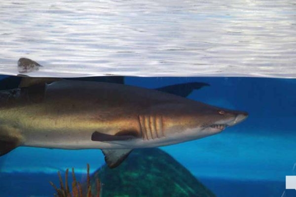 June 7, 2026 Ripleys Aquarium of Canada Toronto1336