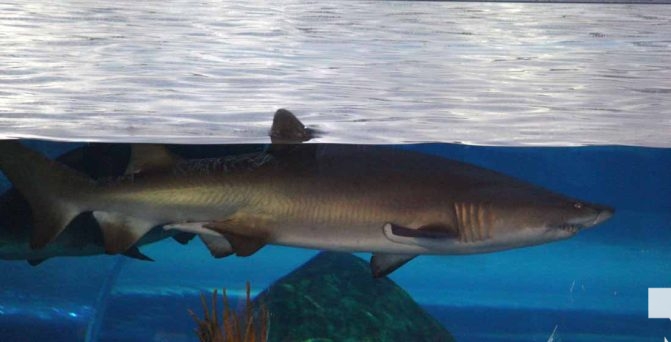 June 7, 2026 Ripleys Aquarium of Canada Toronto1337