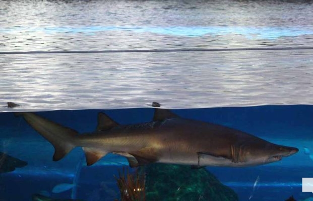 June 7, 2026 Ripleys Aquarium of Canada Toronto1338