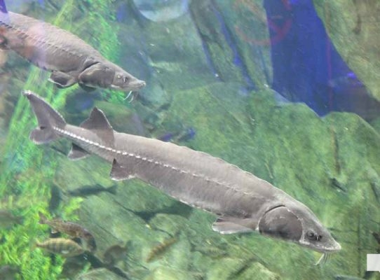 June 7, 2026 Ripleys Aquarium of Canada Toronto1339