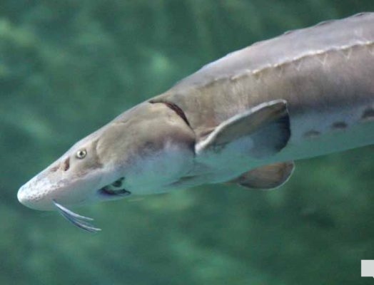 June 7, 2026 Ripleys Aquarium of Canada Toronto1340