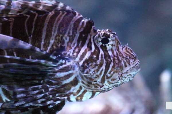 June 7, 2026 Ripleys Aquarium of Canada Toronto1341