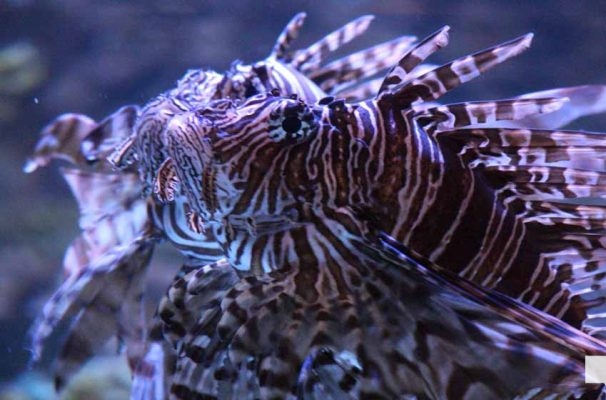 June 7, 2026 Ripleys Aquarium of Canada Toronto1342