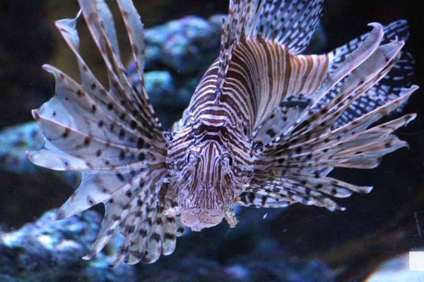 June 7, 2026 Ripleys Aquarium of Canada Toronto1343