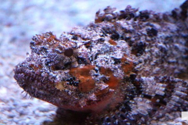 June 7, 2026 Ripleys Aquarium of Canada Toronto1344