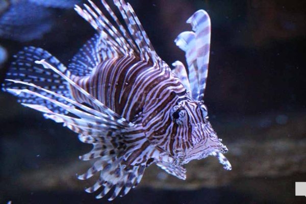 June 7, 2026 Ripleys Aquarium of Canada Toronto1345