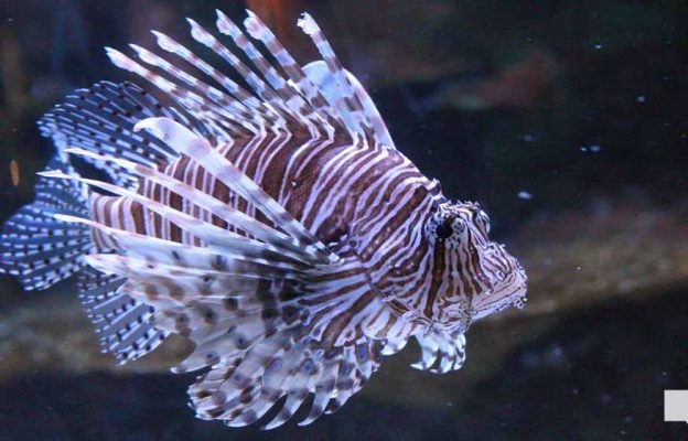 June 7, 2026 Ripleys Aquarium of Canada Toronto1346