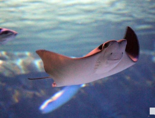 June 7, 2026 Ripleys Aquarium of Canada Toronto1347