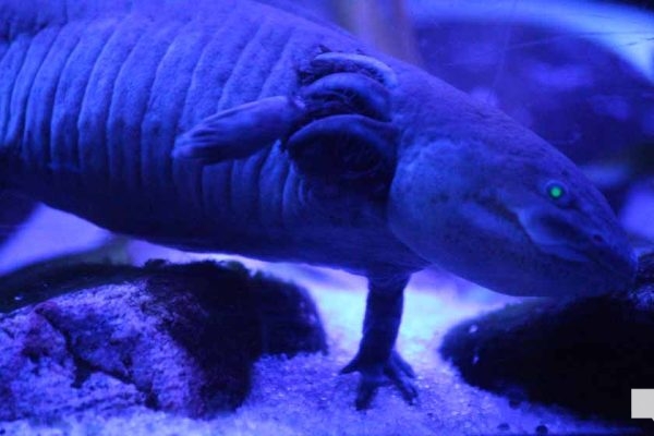 June 7, 2026 Ripleys Aquarium of Canada Toronto1348