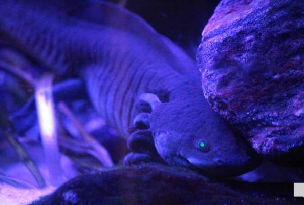 June 7, 2026 Ripleys Aquarium of Canada Toronto1349