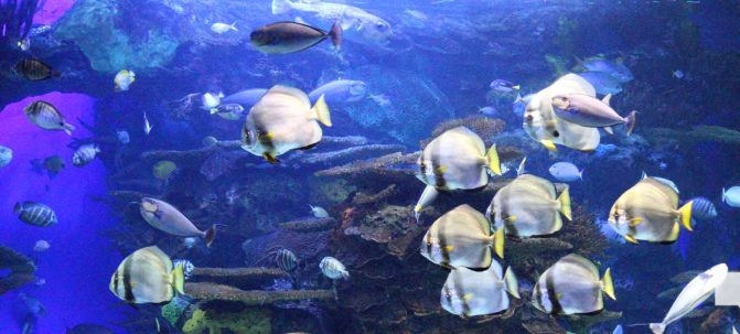 June 7, 2026 Ripleys Aquarium of Canada Toronto1350