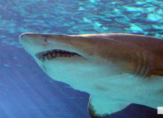 June 7, 2026 Ripleys Aquarium of Canada Toronto1351