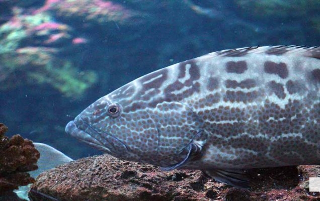 June 7, 2026 Ripleys Aquarium of Canada Toronto1352